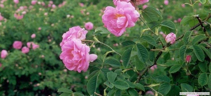 sejour vallee des roses trekking randonnee au Maroc
